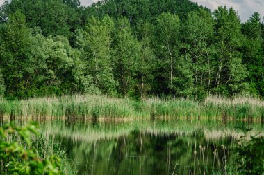 Ormandaki göl. Doğayı yaşa. Yazın yeşil doğa. Orman göle yansıyor. Çevre koruma kavramı.