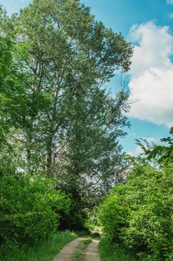 Ormandaki yol. Ormana giden köy yolu. Su birikintileri yolda. Sessiz ve sakin bir orman. Ormanda yürü. Yaz doğası. Cennet Yolu