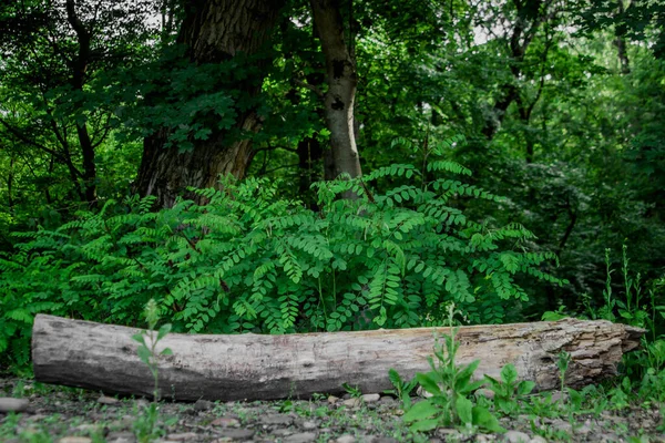 Doğayı yaşa. Bir yazıt için arka plan. Açık hava eğlencesi konsepti. Kuru bir kütük yerde yatar, yukarıdan bir bitki yetişir. Yeşil ormanın arkasında. Yaz doğası