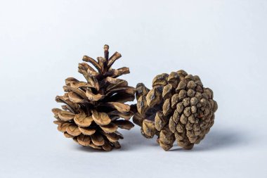 Beyaz arka planda iki Noel Ağacı konisi. Noel konisi yakın plan