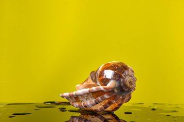 Islak sarı arka planda ıslak deniz kabuğu. Deniz sakini. Deniz kabuğunun yaratıcı fotoğrafı.