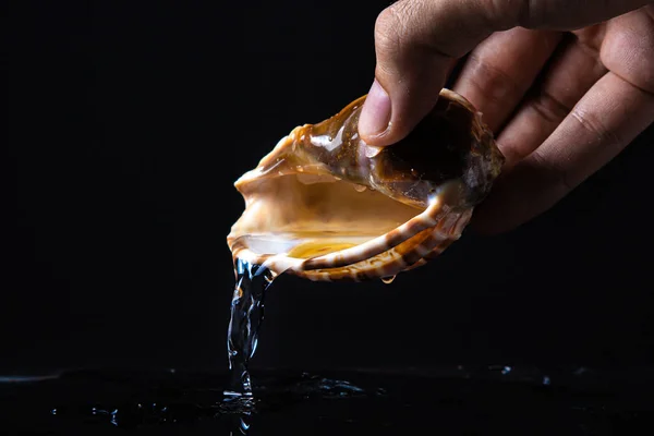 Hand pours water from a seashell on a black background. Marine inhabitant. Creative photo of a seashell.