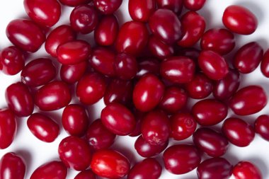 Beyaz arka planda bir Dogwood. Taze kırmızı odun küçük bir yığın halinde uzanıyor. Yaz hasadı toplanıyor..