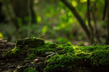 Ormanda yosun yetişiyor. Vahşi doğa..