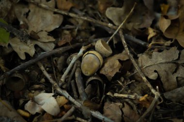 Yerde meşe palamutları. Sonbahar ormanı. Ağacın meyvesi