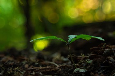 Ormandaki bir ağaçtan küçük bir filiz. Yeni bir hayat. Doğa.