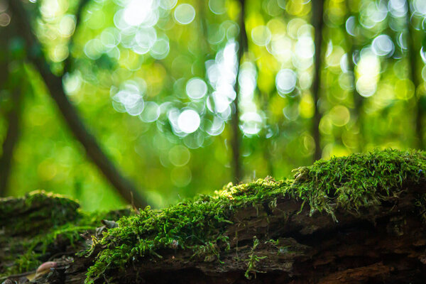 Moss growing in the forest. Wild nature.