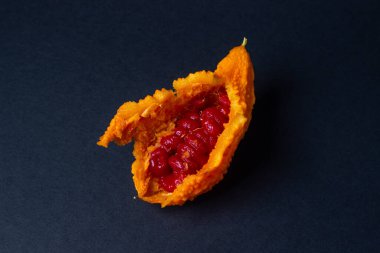 Siyah arka planda Momordica. Egzotik bir sebze. Açılan momordika, kırmızı tohumların içinde