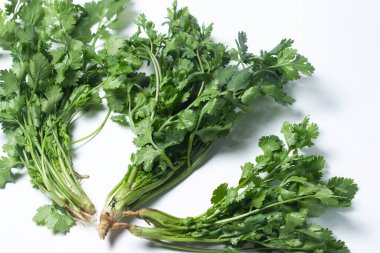 Beyaz arka planda Cilantro. Bir demet taze kişniş. Sağlıklı yeşiller
