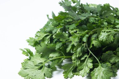 Beyaz arka planda Cilantro. Bir demet taze kişniş. Sağlıklı yeşiller