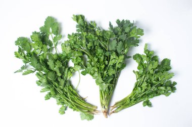 Beyaz arka planda Cilantro. Bir demet taze kişniş. Sağlıklı yeşiller