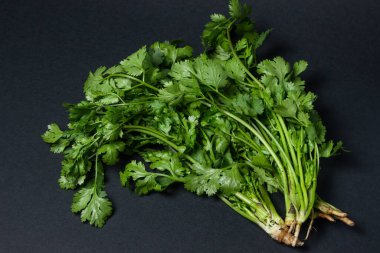 Siyah arka planda Cilantro. Bir demet taze kişniş. Sağlıklı yeşiller