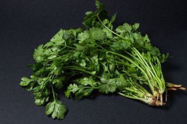 Siyah arka planda Cilantro. Bir demet taze kişniş. Sağlıklı yeşiller