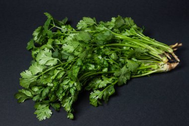 Siyah arka planda Cilantro. Bir demet taze kişniş. Sağlıklı yeşiller