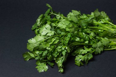 Siyah arka planda Cilantro. Bir demet taze kişniş. Sağlıklı yeşiller