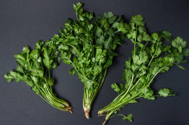 Siyah arka planda Cilantro. Bir demet taze kişniş. Sağlıklı yeşiller