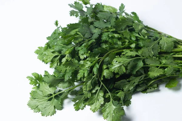 Beyaz arka planda Cilantro. Bir demet taze kişniş. Sağlıklı yeşiller