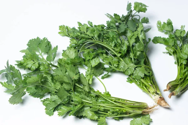 Beyaz arka planda Cilantro. Bir demet taze kişniş. Sağlıklı yeşiller