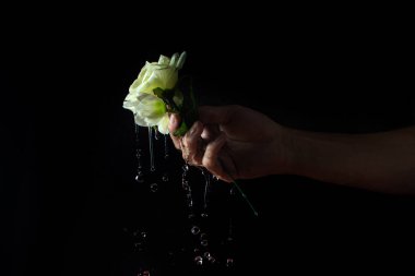 Siyah arka planda beyaz bir çiçekten su akar. Yapay çiçek. Beyaz bir gül tutan el.