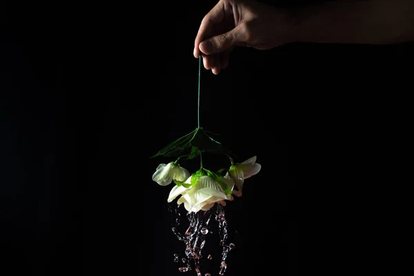Water flows down from a white flower on a black background. Artificial flower. hand holding a white rose