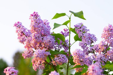 Leylak çiçekleri bahar çiçek açma sahnesi. Baharda çiçek açan leylak çiçekleri. Bahar çiçekleri açıyor. Bahar leylağı açıyor.