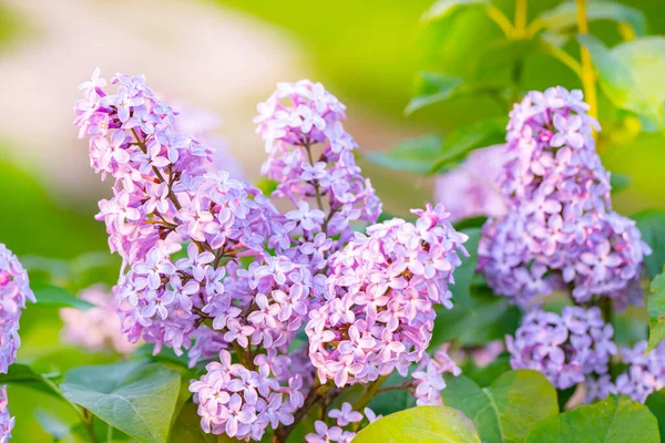 Fleurs Lilas Printemps Floraison Scène Floraison Fleurs Lilas Printemps Printemps — Photo