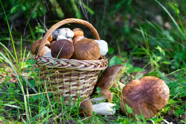 Mand Met Porcini Champignons Boletus Edulis Het Bos Zon Mooi — Stockfoto