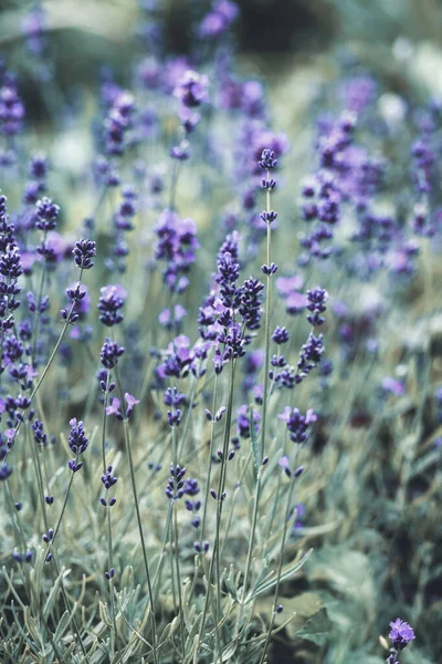 Champ Fleurs Lavande Fleurs Lavande Parfumées Violettes Fleurs Lavande Croissante — Photo