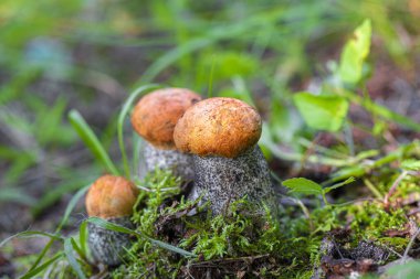 Güzel yosun ve otlar içinde harika üç portakal kapağı boletus (Leccinum). Yaz mantarı toplama. Seçici odaklanma. Dikey çerçeve. Ormanda mantarlar