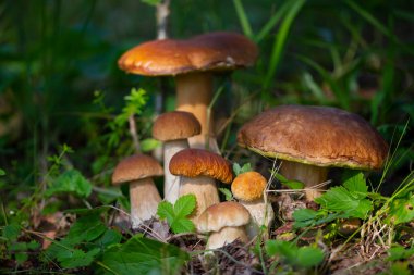 Boletus Edulis 'in güzel mantar ailesi güneş ışığında yeşil çimlerin muhteşem bir arka planında. Vejetaryen yemeği..