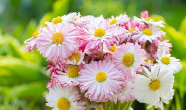 Pembe Daisy çiçeklerinin romantik arka planı. Güzel İngiliz papatya çiçekleri.