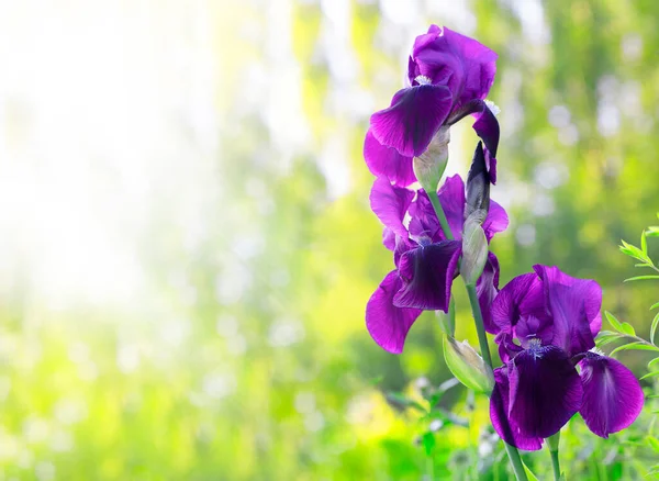 Violet Iris Vagyok Gyönyörű Kerti Virág Közel Zöld Háttérben Gyönyörű — Stock Fotó