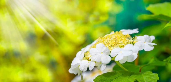 Gros Plan Sur Les Fleurs Viorne Blanc Sur Fond Feuillage — Photo