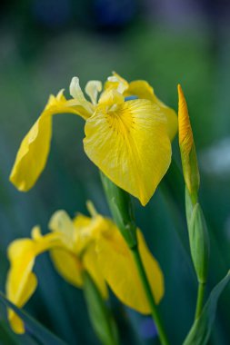Sarı iris çiçeğini (iris psödacorus) çiçek açarak kapat, yabani çiçekler.