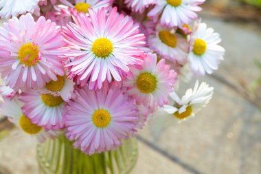 Pembe Daisy çiçeklerinin romantik arka planı. Güzel İngiliz papatya çiçekleri.