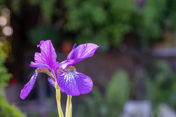 Violet Iris Vagyok Gyönyörű Kerti Virág Közel Zöld Háttérben Gyönyörű — Stock Fotó