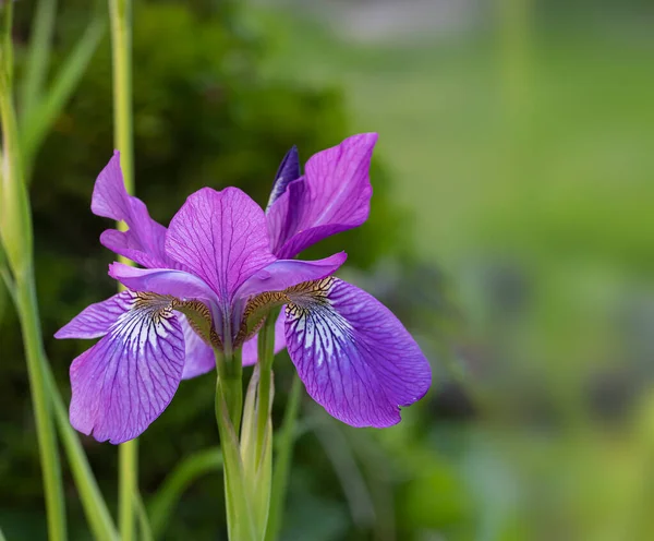 Violet Iris Vagyok Gyönyörű Kerti Virág Közel Zöld Háttérben Gyönyörű — Stock Fotó