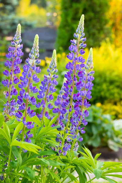 Champ Lupin Avec Des Fleurs Roses Violettes Bleues Champ Lupins — Photo