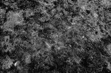 Yangın sonrası çorak arazi: kuru zemin, yanmış kuru saman