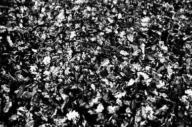 Soyut arkaplan. Monokrom dokusu. Siyah ve beyaz desenli arkaplan. 