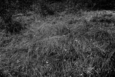 Soyut arkaplan. Monokrom dokusu. Siyah ve beyaz desenli arkaplan. 