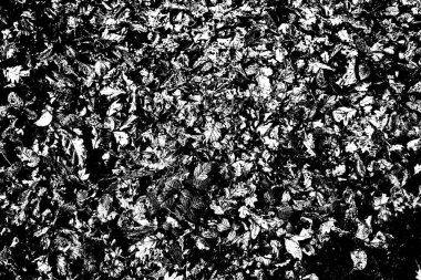 Soyut arkaplan. Monokrom dokusu. Siyah ve beyaz desenli arkaplan. 