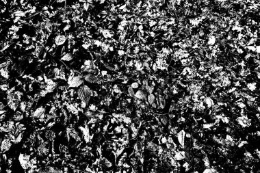 Soyut arkaplan. Monokrom dokusu. Siyah ve beyaz desenli arkaplan. 