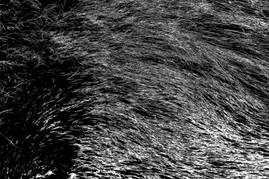 Yaban domuzu kürkü, vahşi hayvan, yaklaşın.