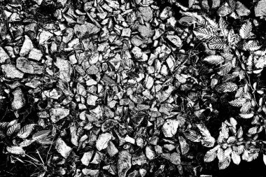 Doğada kayalık yol