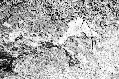 Domuzun kanı çimlerin üzerinde.