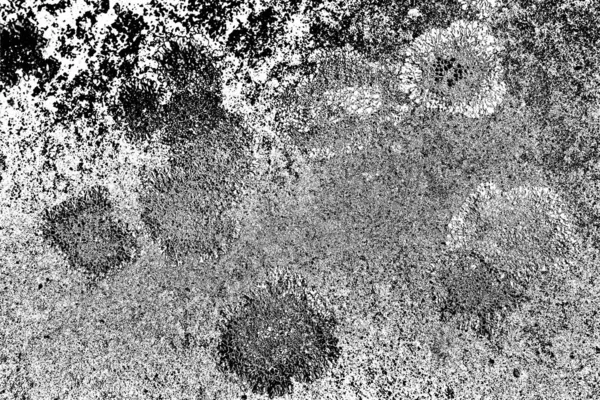 Parmelia Saxatilis Lichen Texture Background — Stock Photo, Image