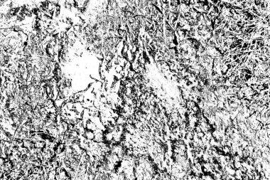 Domuzun kanı çimlerin üzerinde.