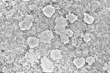 Parmelia saxatilis liken dokusu arkaplanı