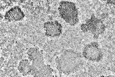 Parmelia saxatilis liken dokusu arkaplanı 